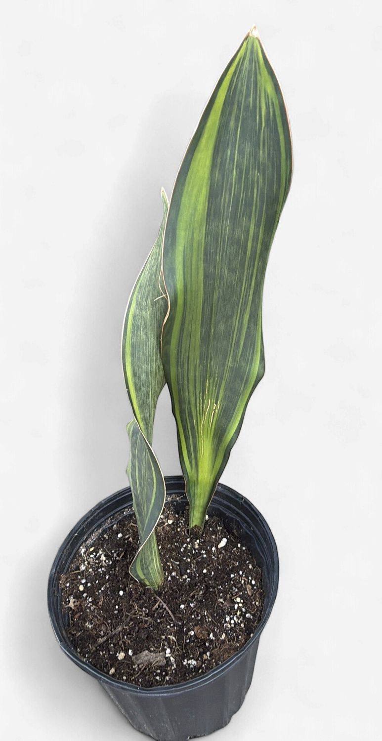 10" Sansevieria masoniana 'Whale Fin' Variegated