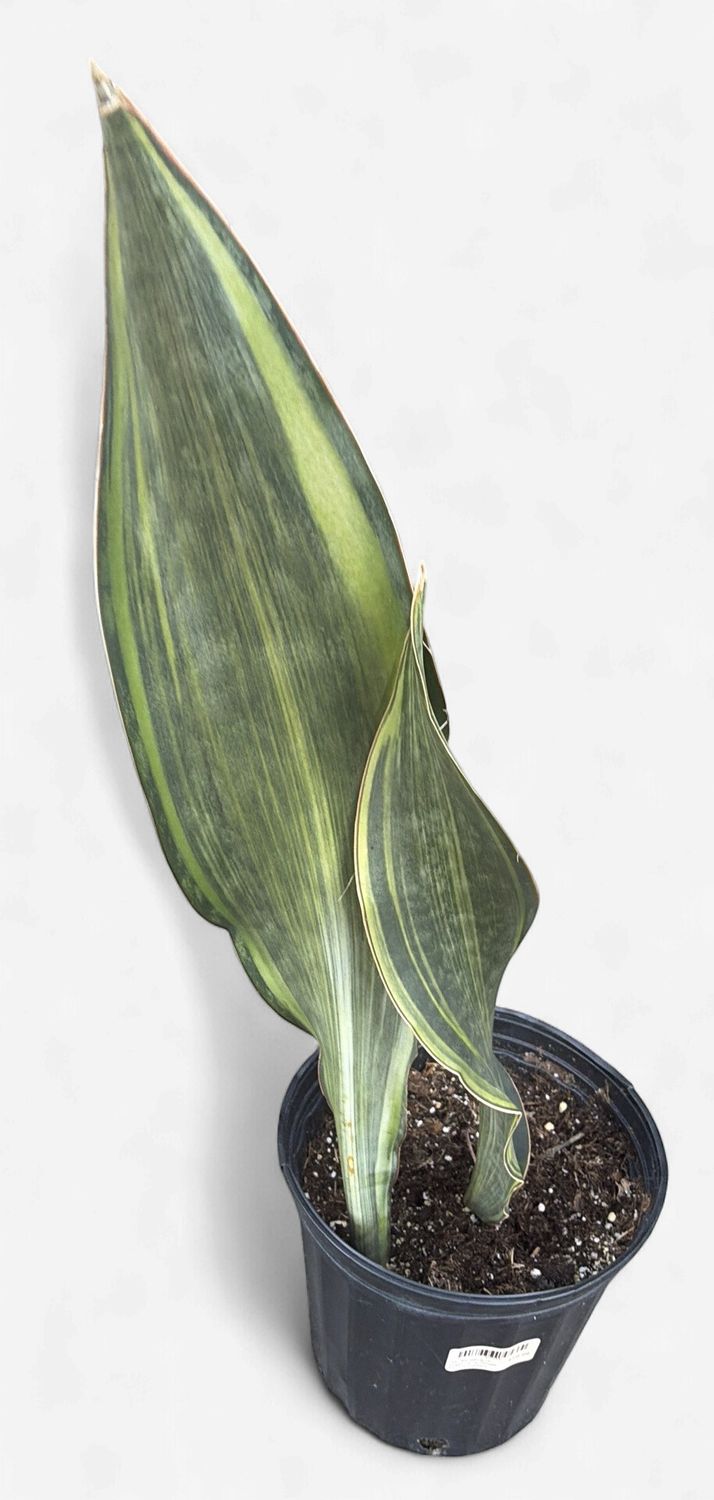 10" Sansevieria masoniana 'Whale Fin' Variegated