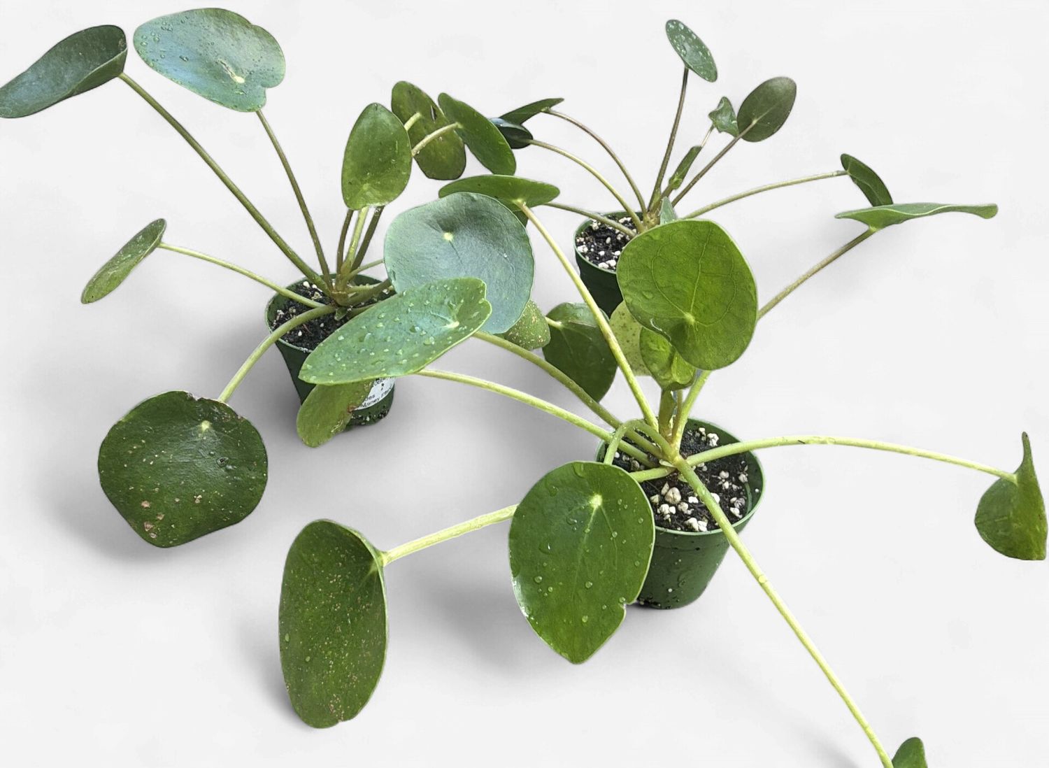 2.5" Pilea Peperomiodes (Chinese Money Plant)