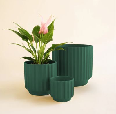 4.5" Jungle Club Monroe Pot Rainforest