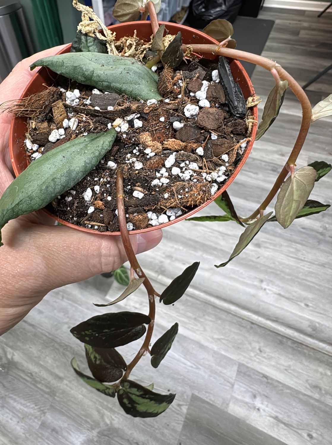 4" Watermelon Begonia (Pellonia repens)