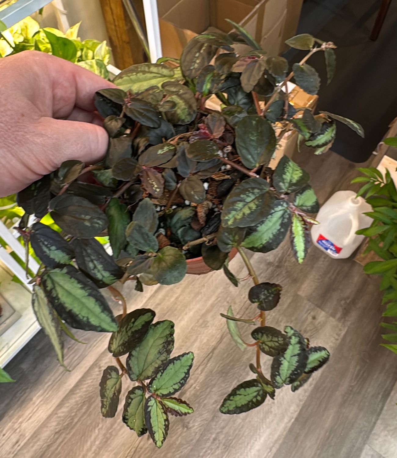 4" Watermelon Begonia (Pellonia repens)