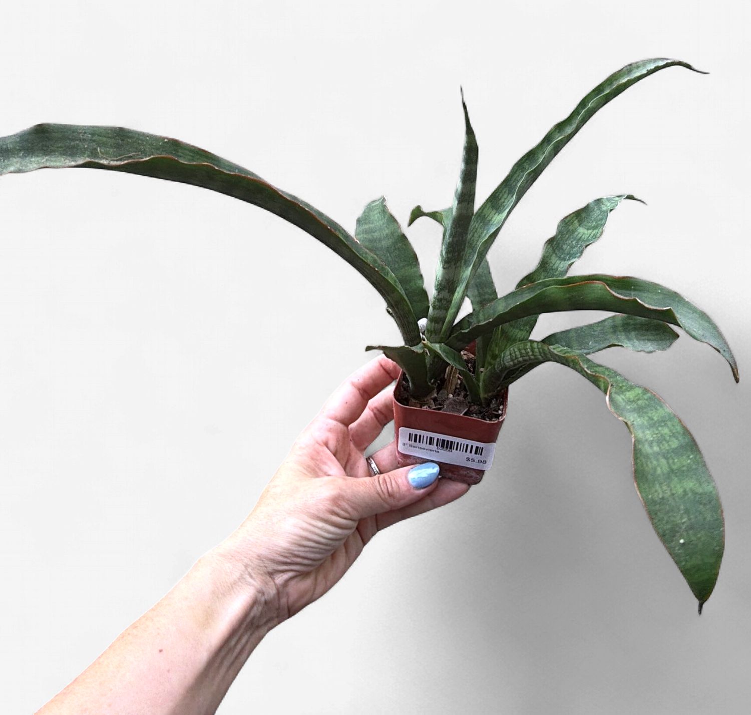 3" Sansevieria