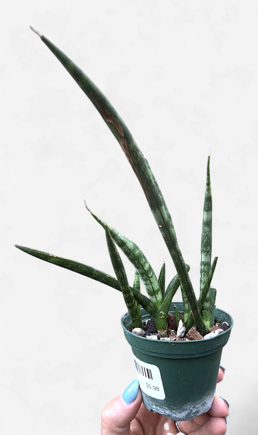 3" Sansevieria