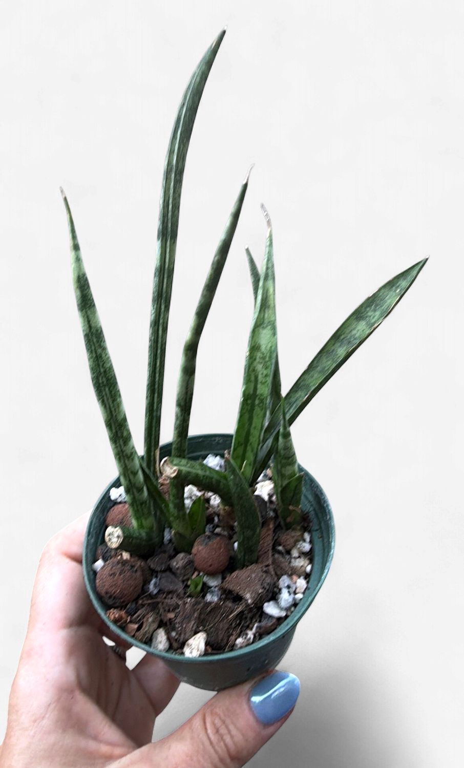 3" Sansevieria