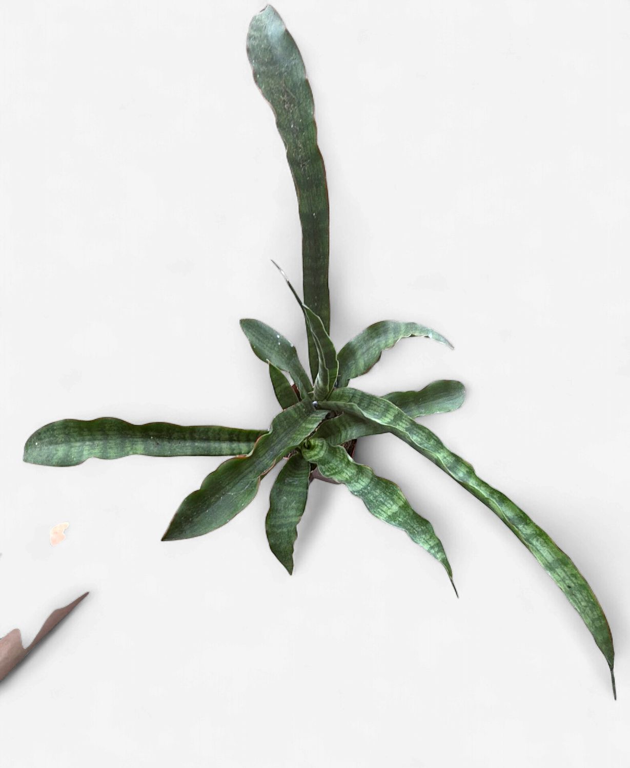 3" Sansevieria