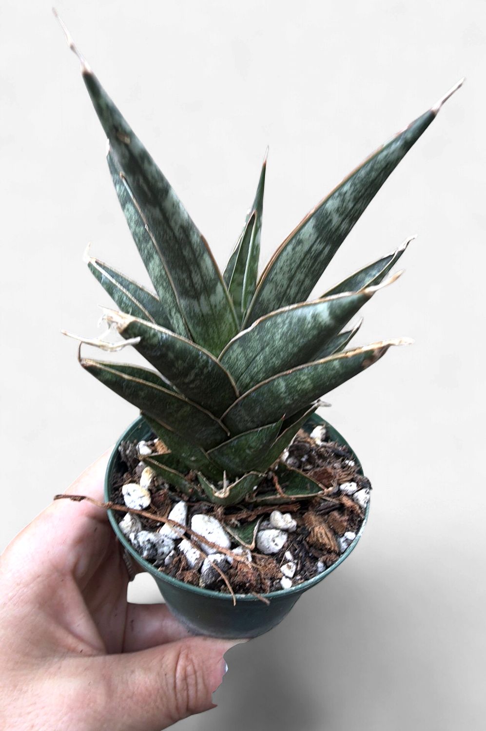 3" Sansevieria Table Mountain