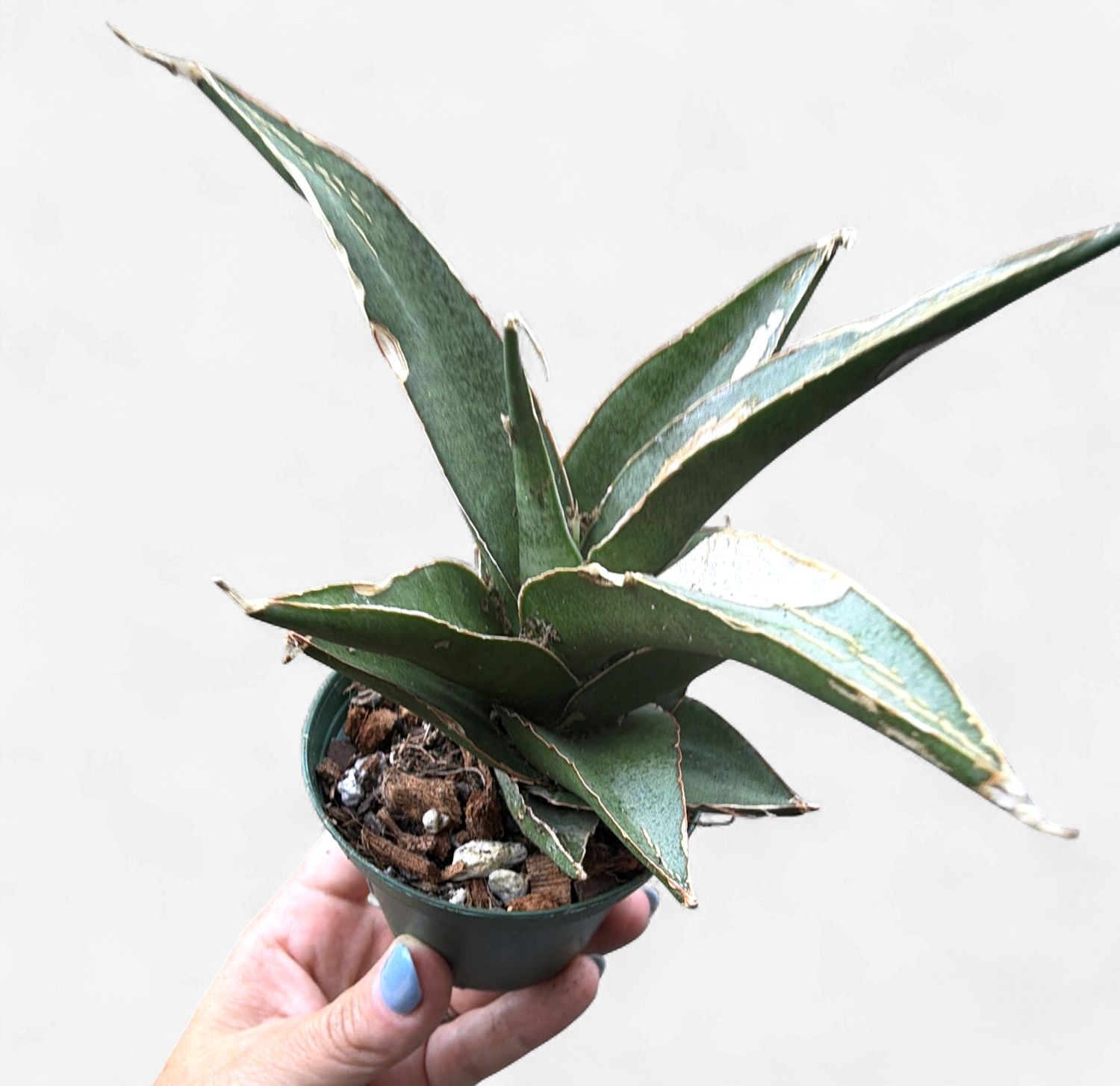 2-3" Sansevieria Green Tower