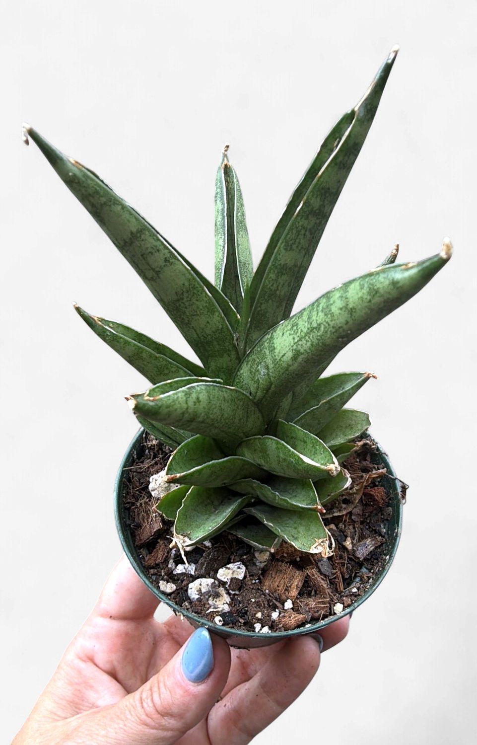 3" Sansevieria Pagoda Green