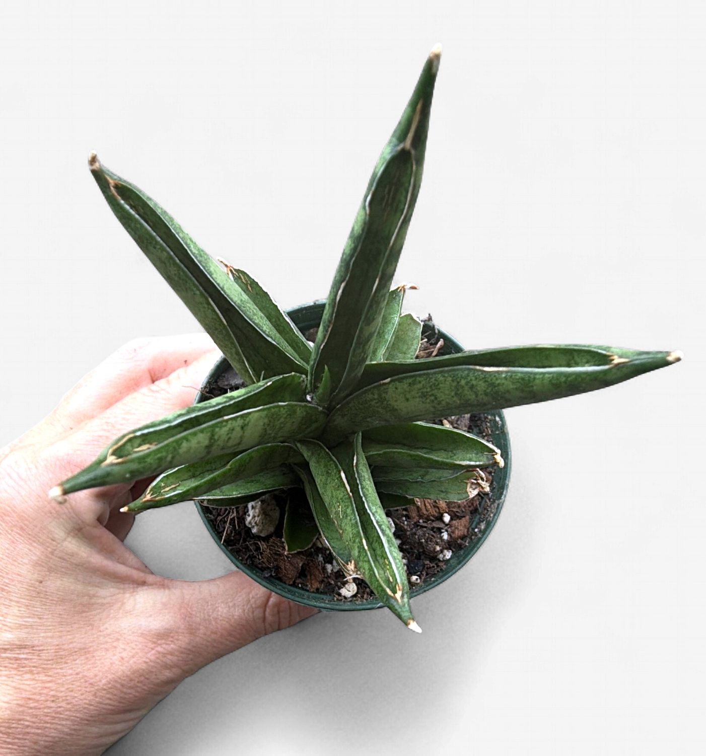 3" Sansevieria Pagoda Green