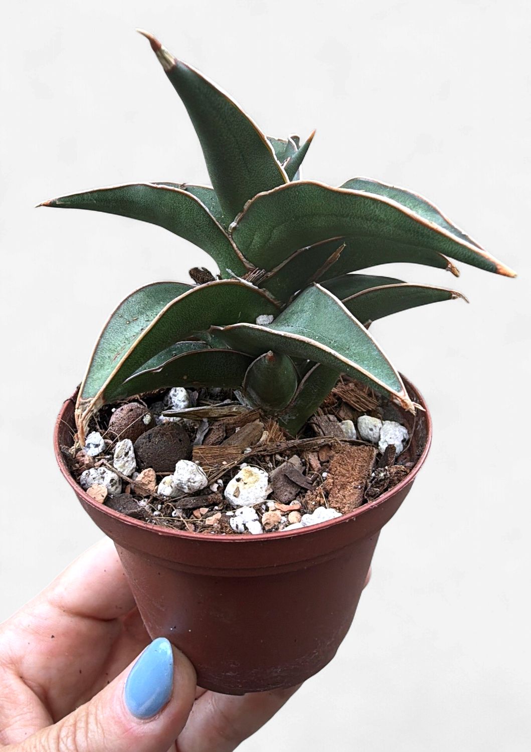 3" Sansevieria Lavranos