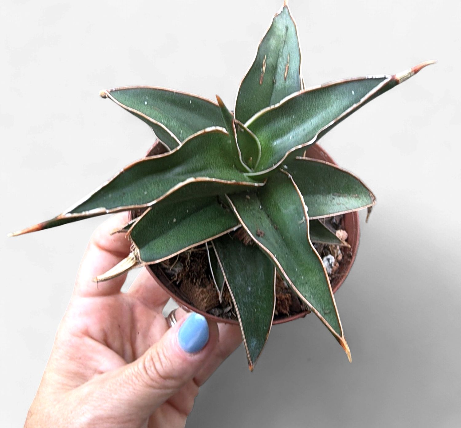 3" Sansevieria Lavranos