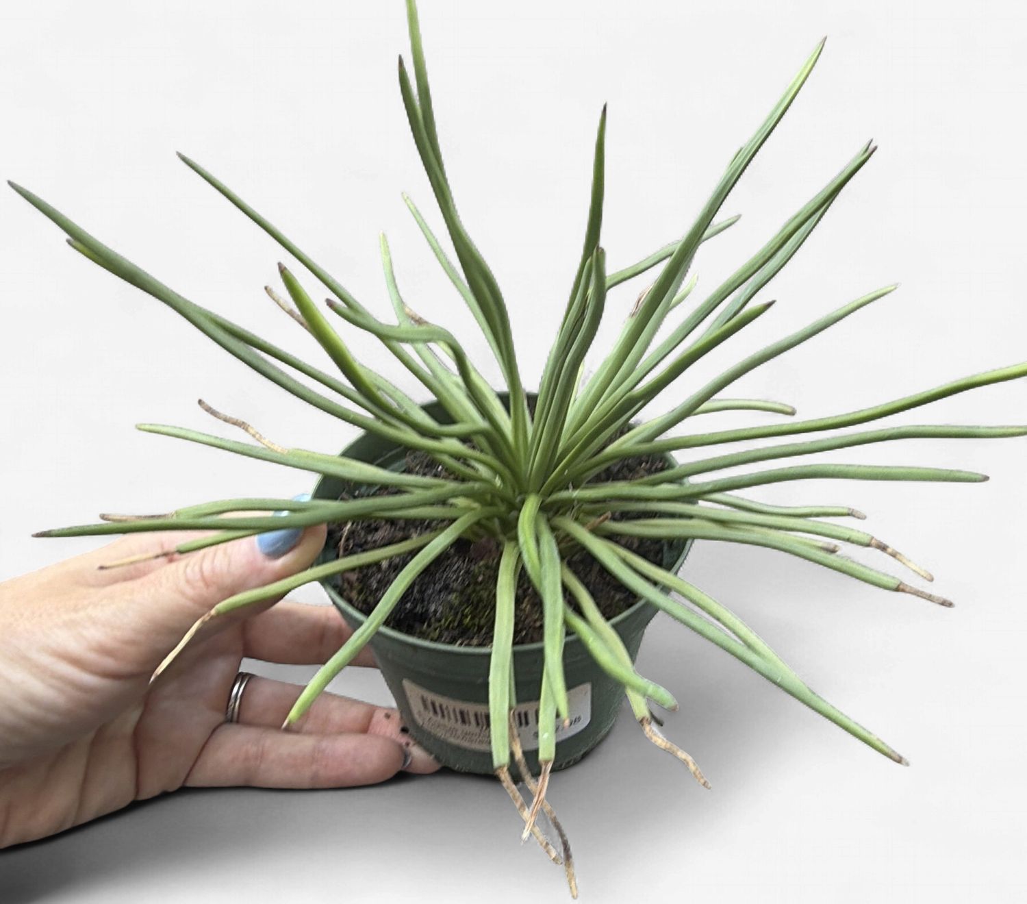 4" Agave geminiflora 'Twin-Flowered Agave'