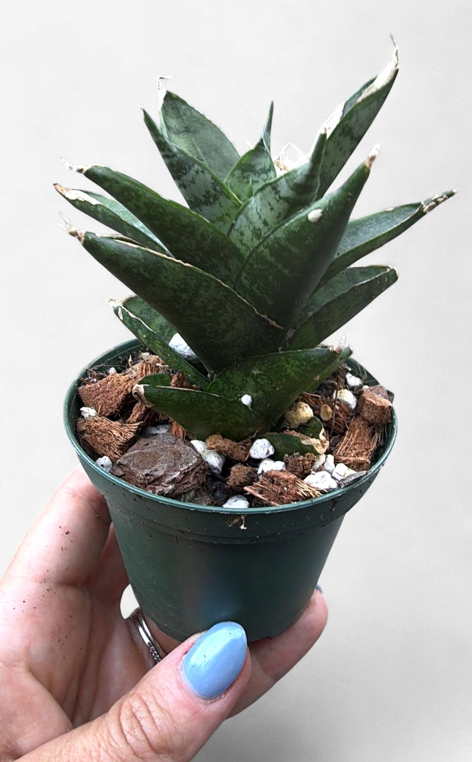 3" Sansevieria Pagoda Black