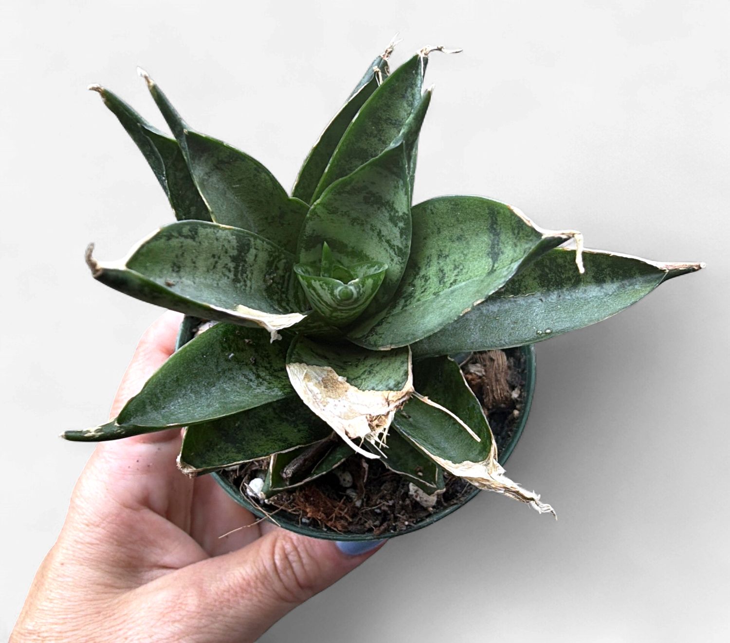 3" Sansevieria Pagoda Black
