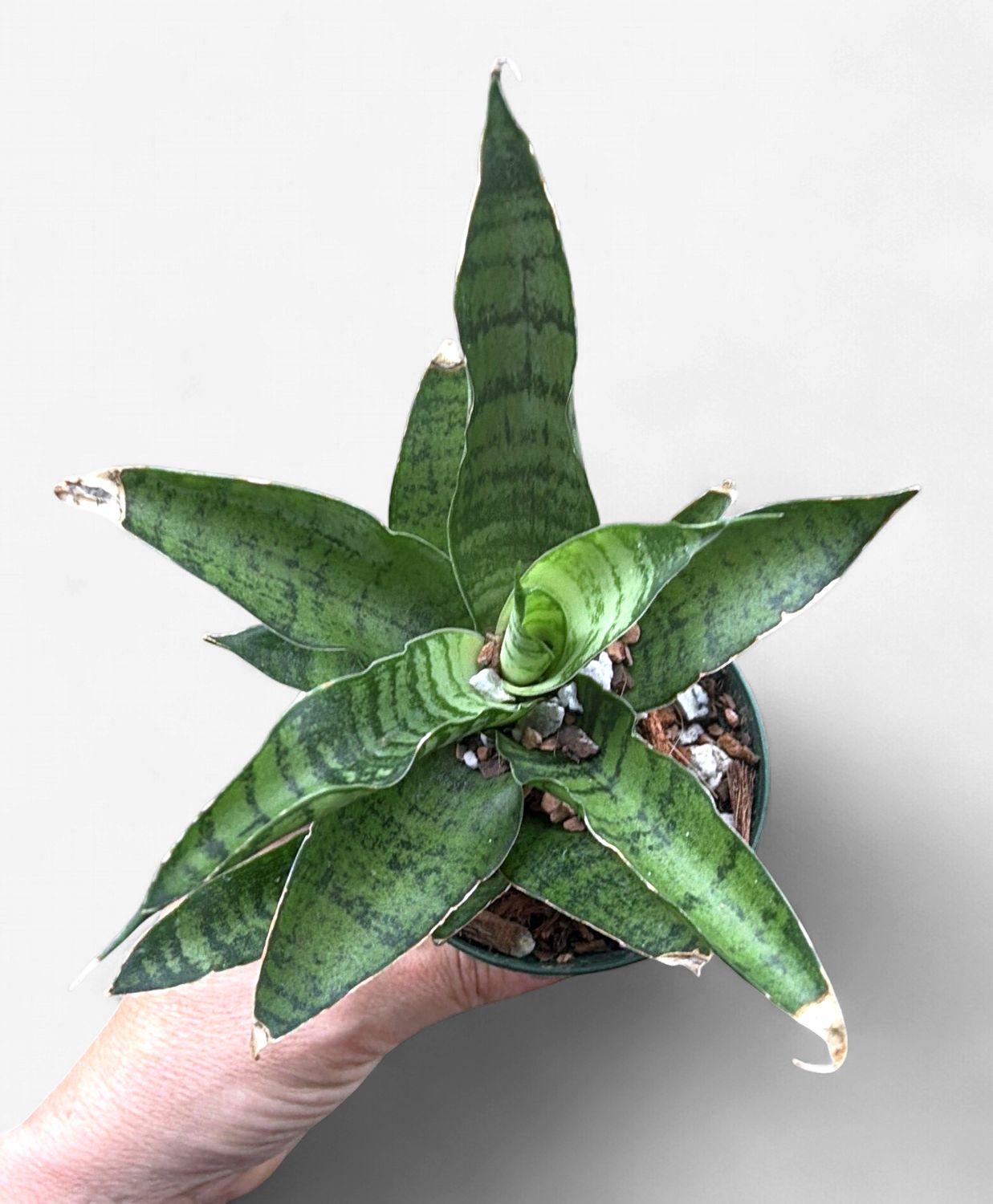 2" Sansevieria Josephine