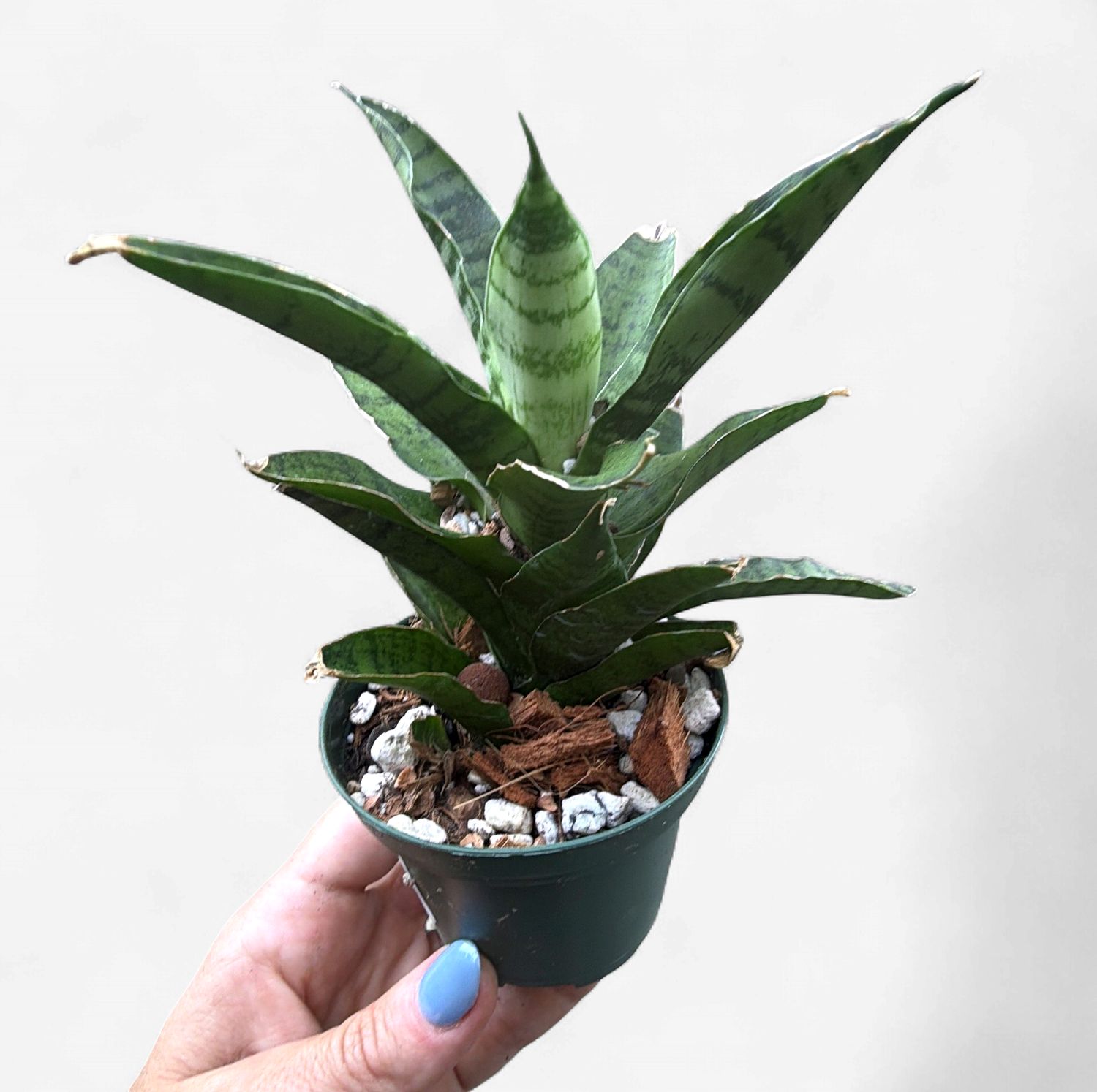 2" Sansevieria Josephine
