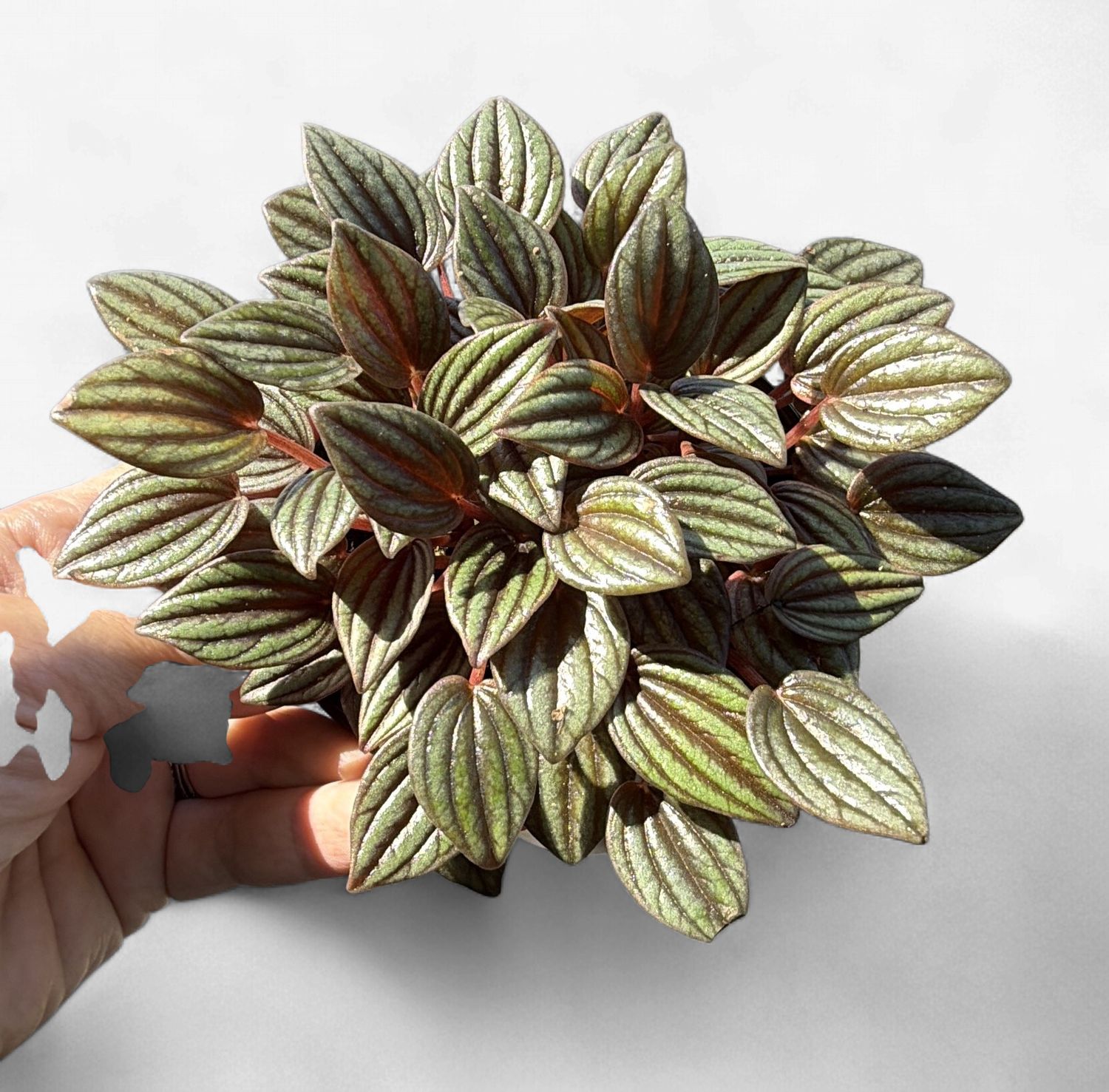 4" Peperomia caperata 'Mendoza'
