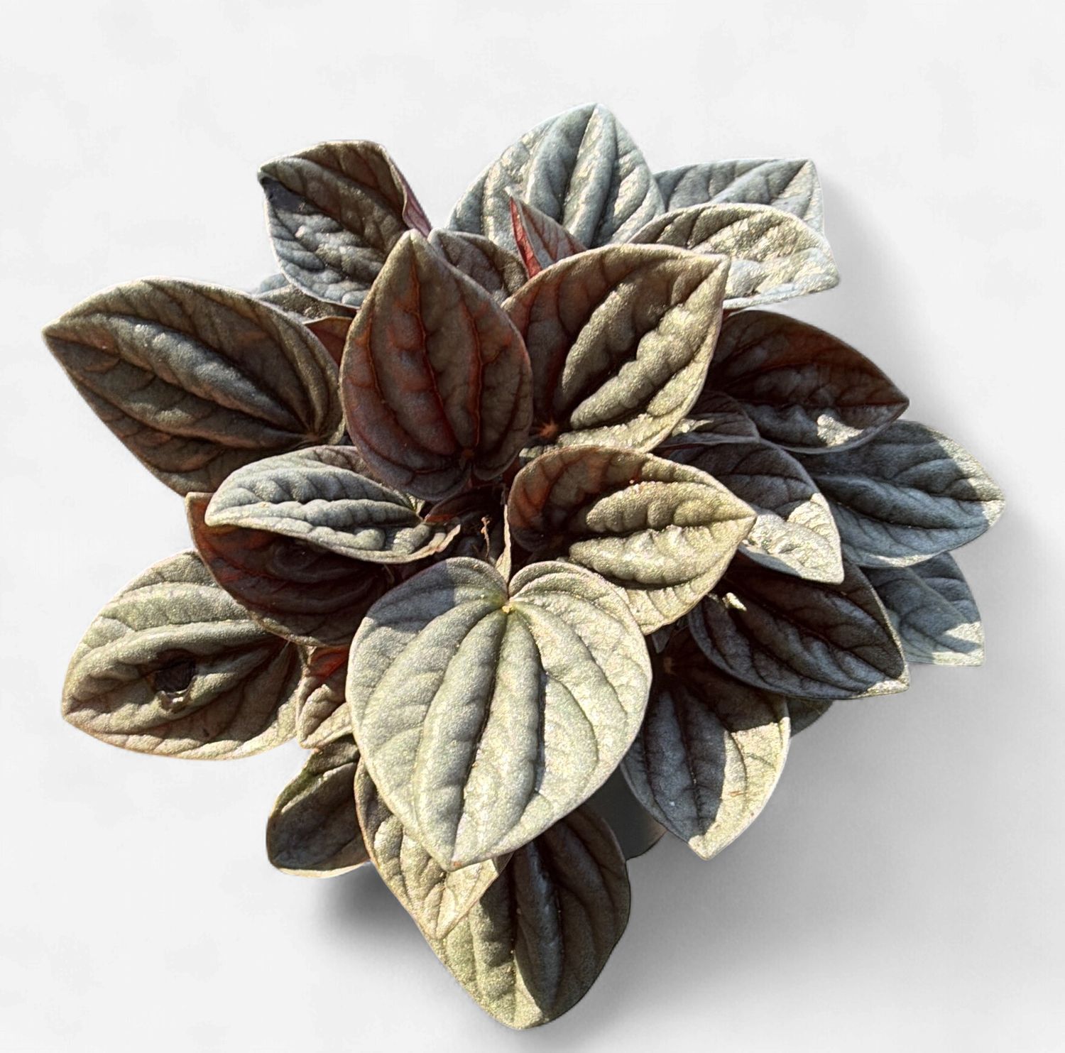 4" Peperomia San Marino