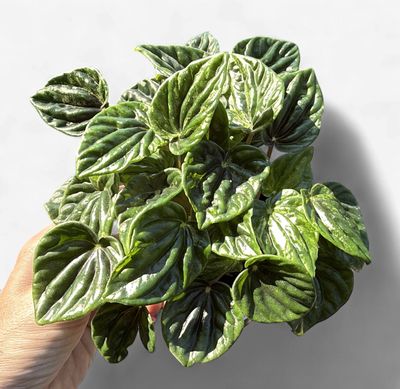 4" Peperomia Emerald Ripple (Peperomia caperata)