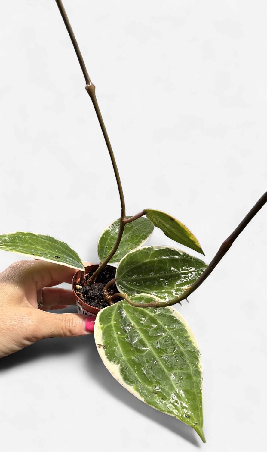 2" Hoya Macrophylla Albomarginata Tricolor
