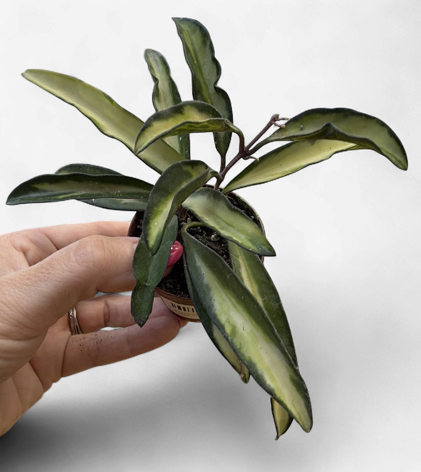 2" Hoya Wayetii Tricolor