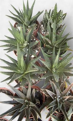 2" Assorted Haworthia