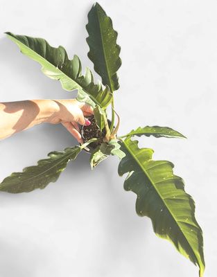 4" Philodendron Jungle Boogie (Narrow Escape)