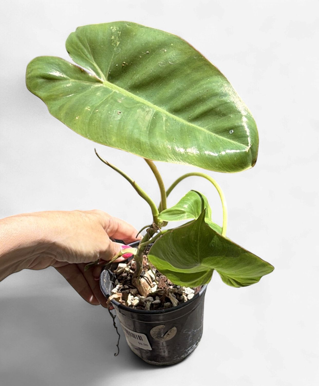 4" Philodendron Paraiso Verde