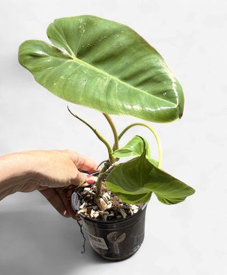 4" Philodendron Paraiso Verde