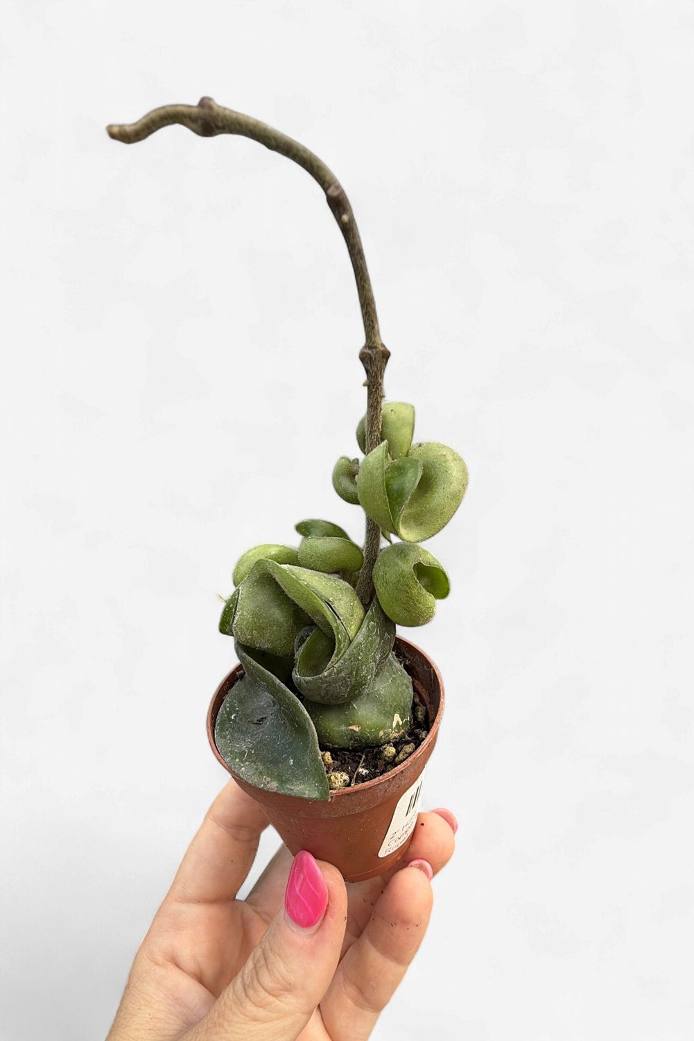 2" Hoya Carnosa Compacta (Hindu Rope)