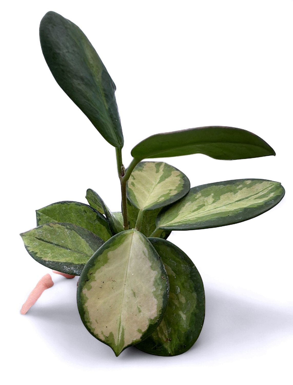 2" Hoya Australis Lisa