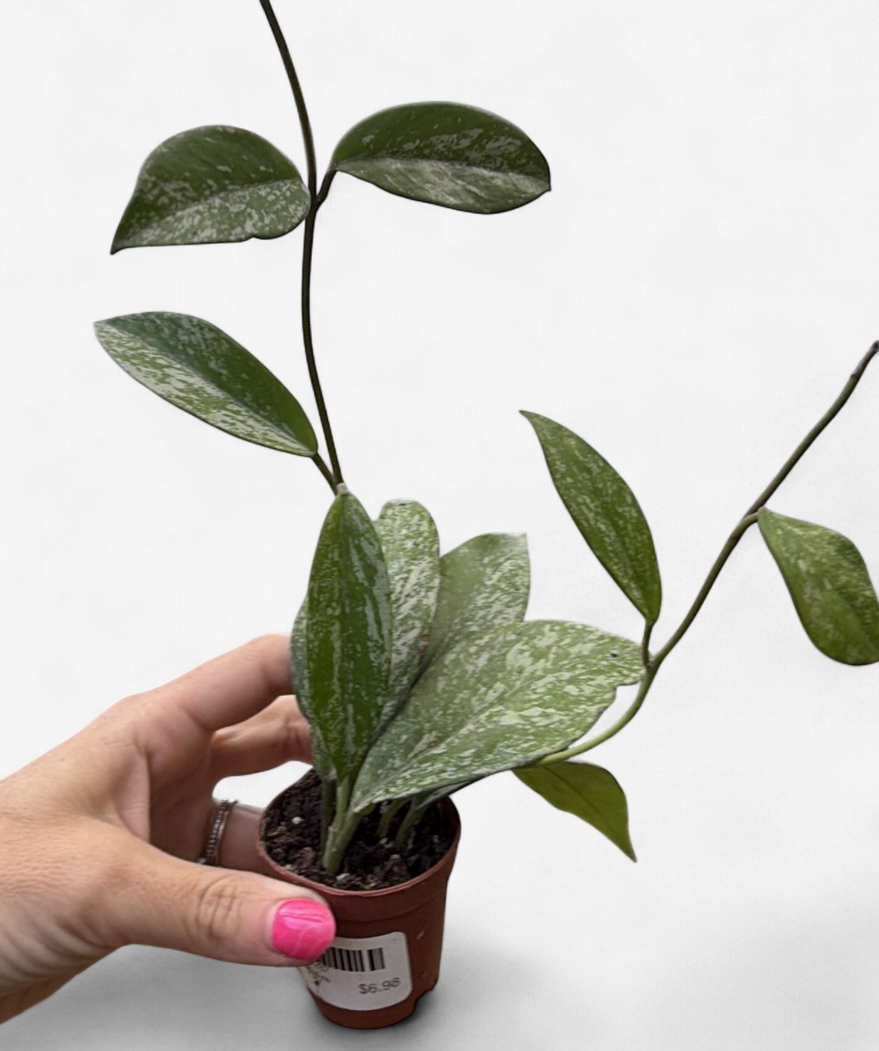 2" Hoya Pubicalyx Splash
