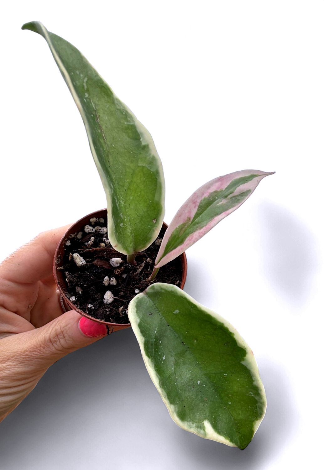 2" Hoya Carnosa 'Krimson Queen'
