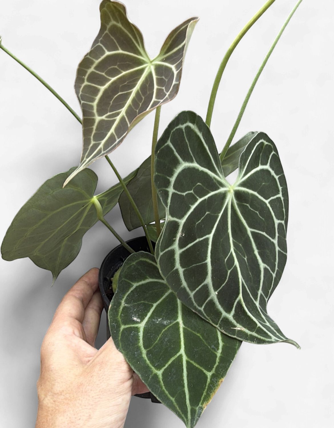 6" Anthurium Clarinervium (Hybrid)