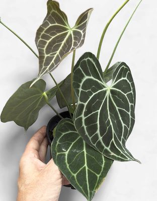 6" Anthurium Clarinervium (Hybrid)