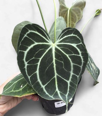 6" Anthurium Clarinervium (Hybrid)