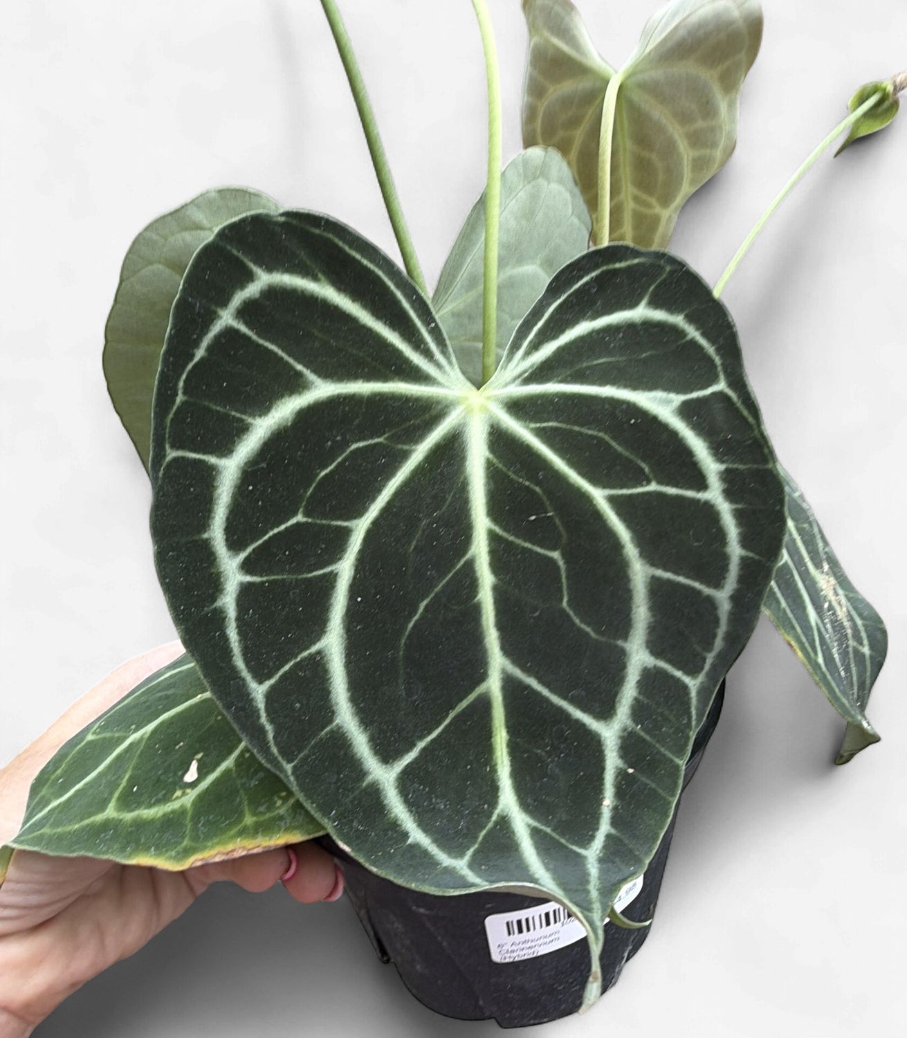 6" Anthurium Clarinervium (Hybrid)