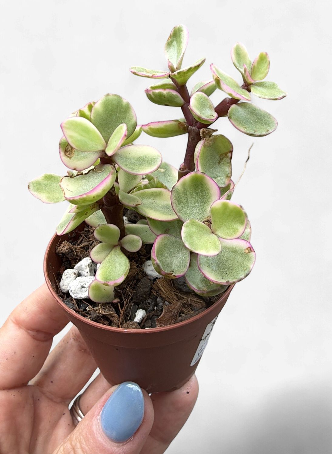 2" Portulacaria Afra Variegata (Rainbow Elephant Bush)