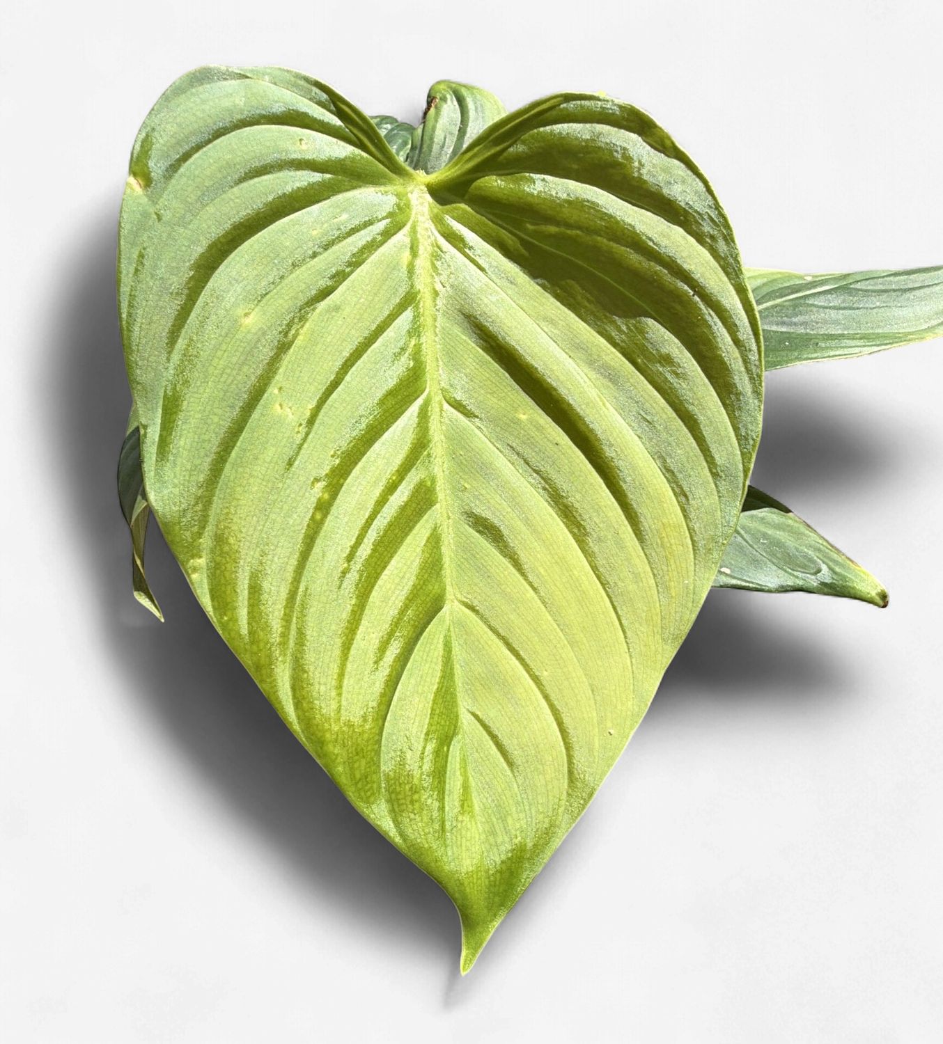 4" Philodendron Fuzzy Petiole (Philodendron nangaritense)