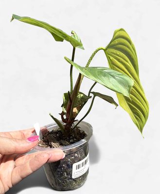 4" Philodendron Fuzzy Petiole (Philodendron nangaritense)
