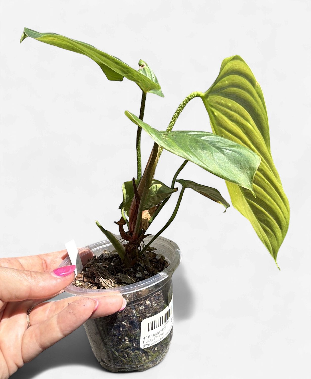 4" Philodendron Fuzzy Petiole (Philodendron nangaritense)