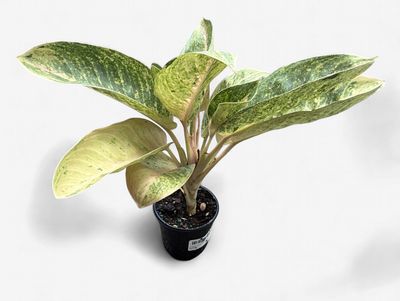 4" Aglaonema Sweet Banana
