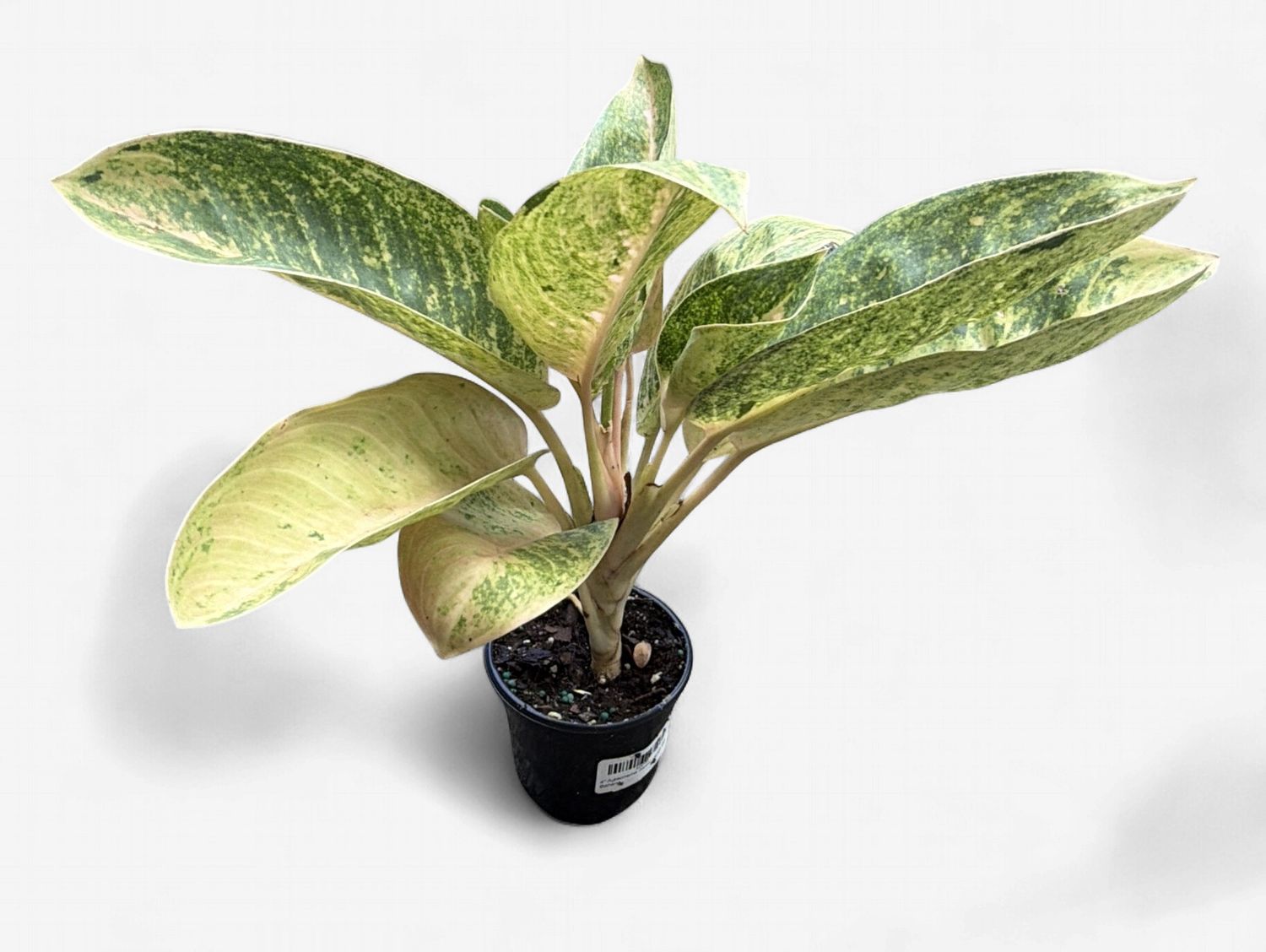 4" Aglaonema Sweet Banana