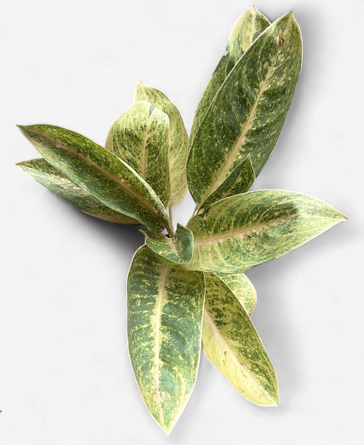 4" Aglaonema Sweet Banana