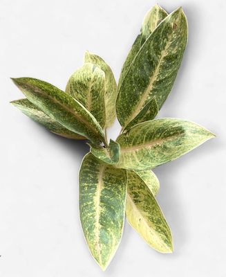 4" Aglaonema Sweet Banana