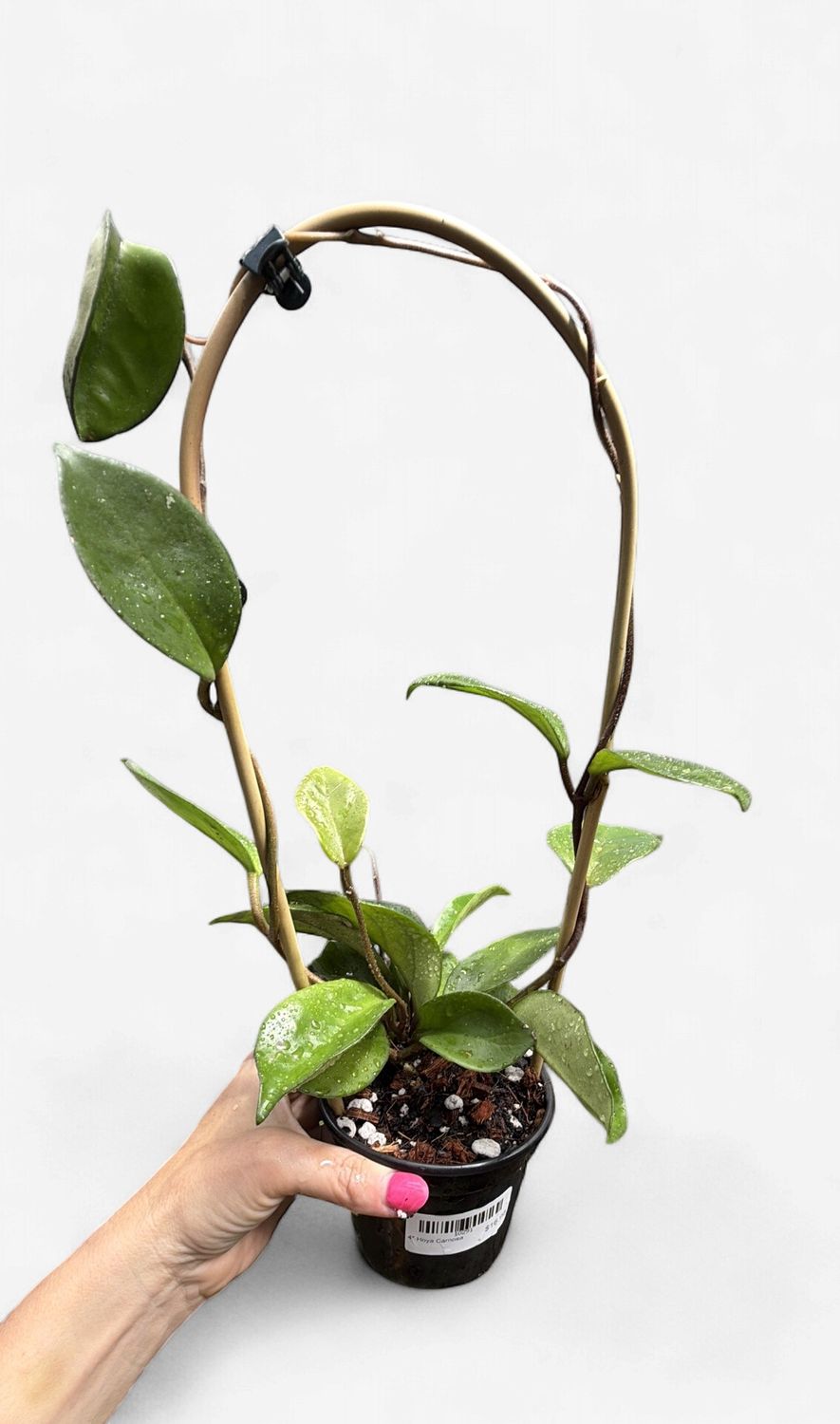 4" Hoya Carnosa
