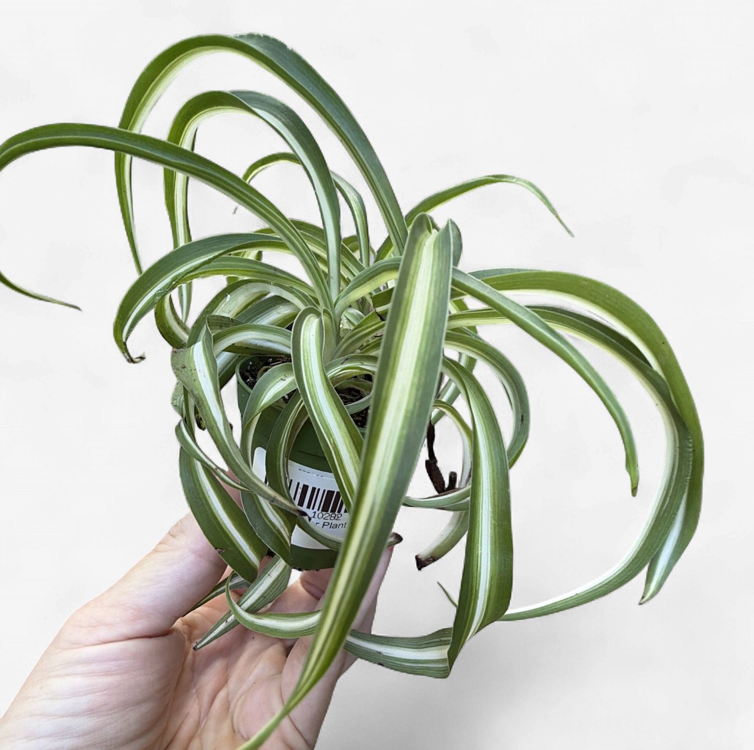 2" Curly Spider Plant (Bonnie)