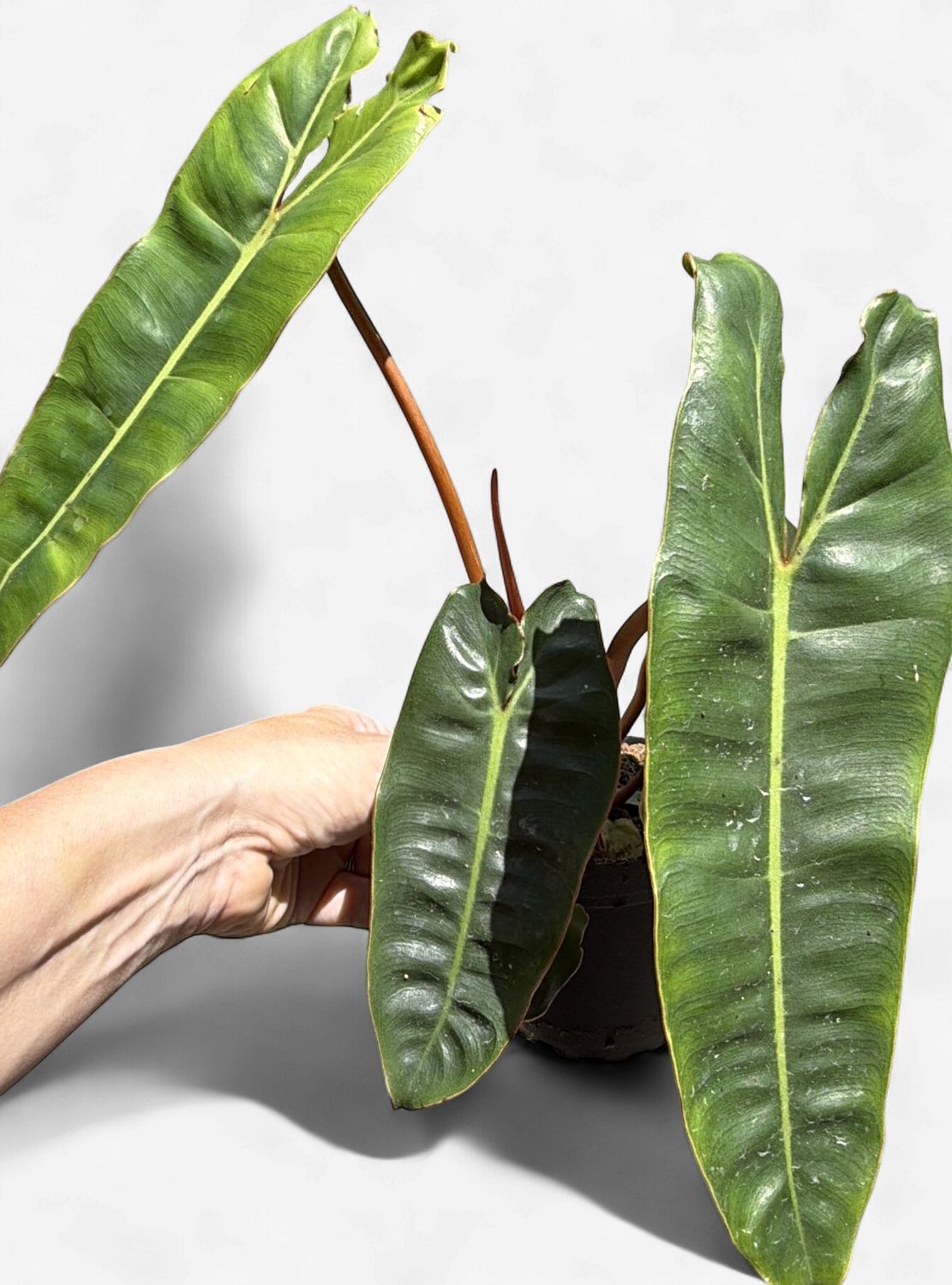 4" Philodendron Billietiae
