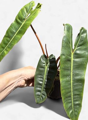 4" Philodendron Billietiae